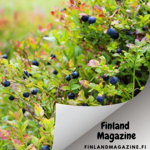 Wild Food from Finland -Bilberry