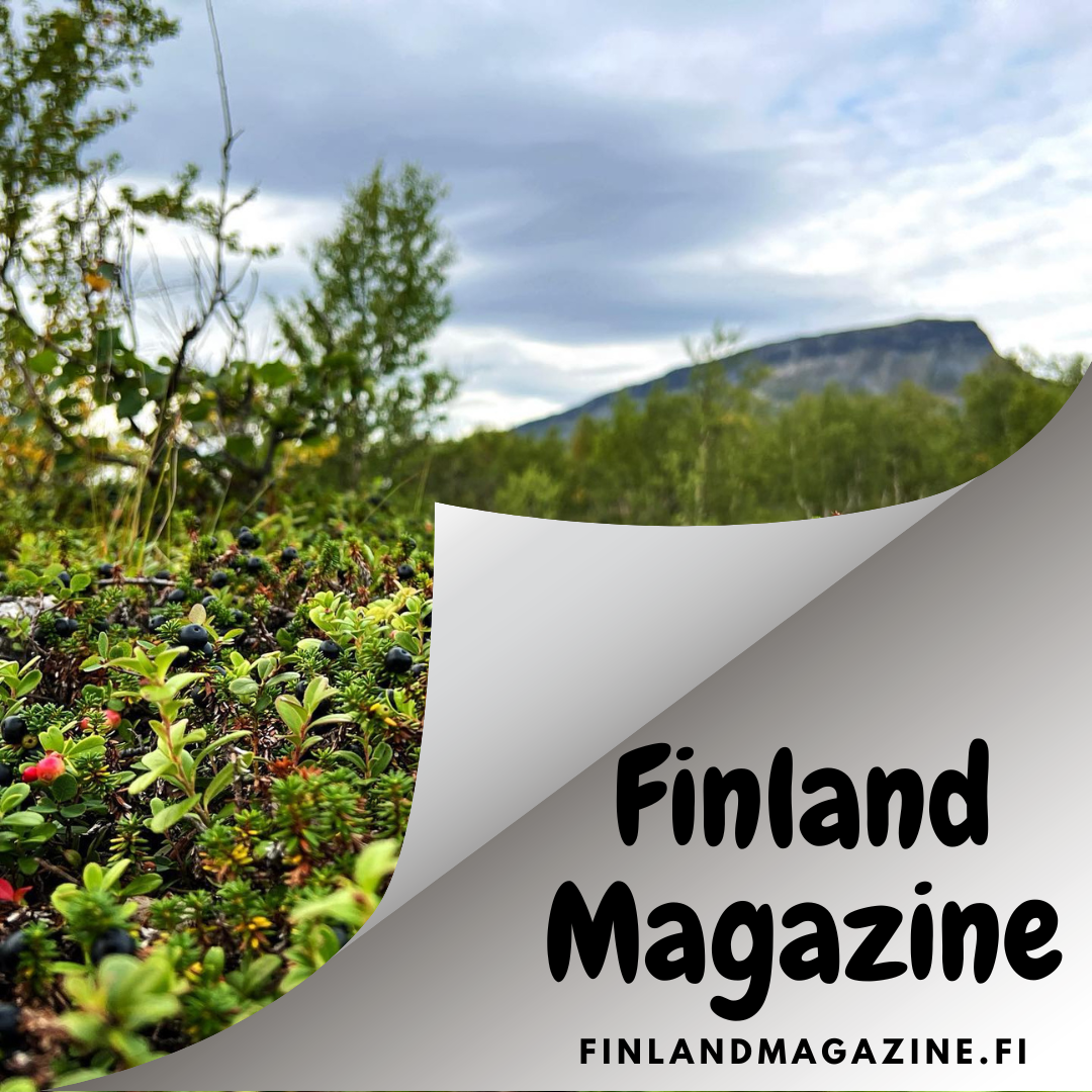 Wild Food from Finland -Bilberry