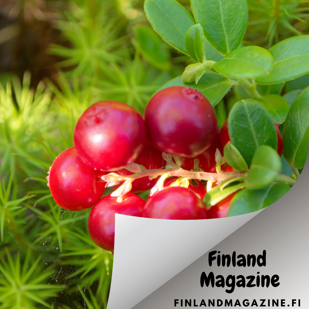 Wild Food from Finland -Lingonberry
