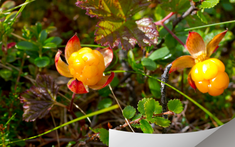 Wild Food from Finland-Cloudberry