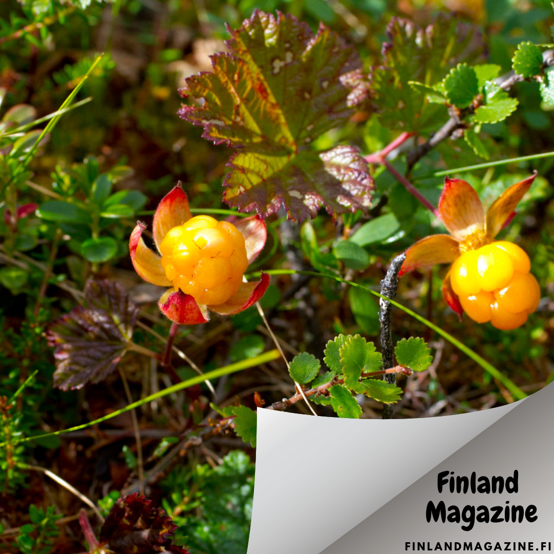 Wild Food from Finland-Cloudberry