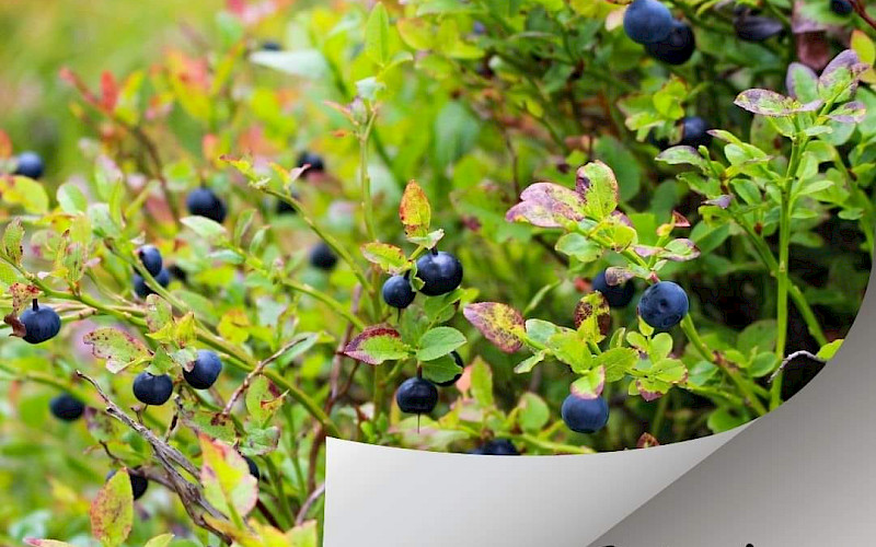 Wild Food from Finland-Bilberry