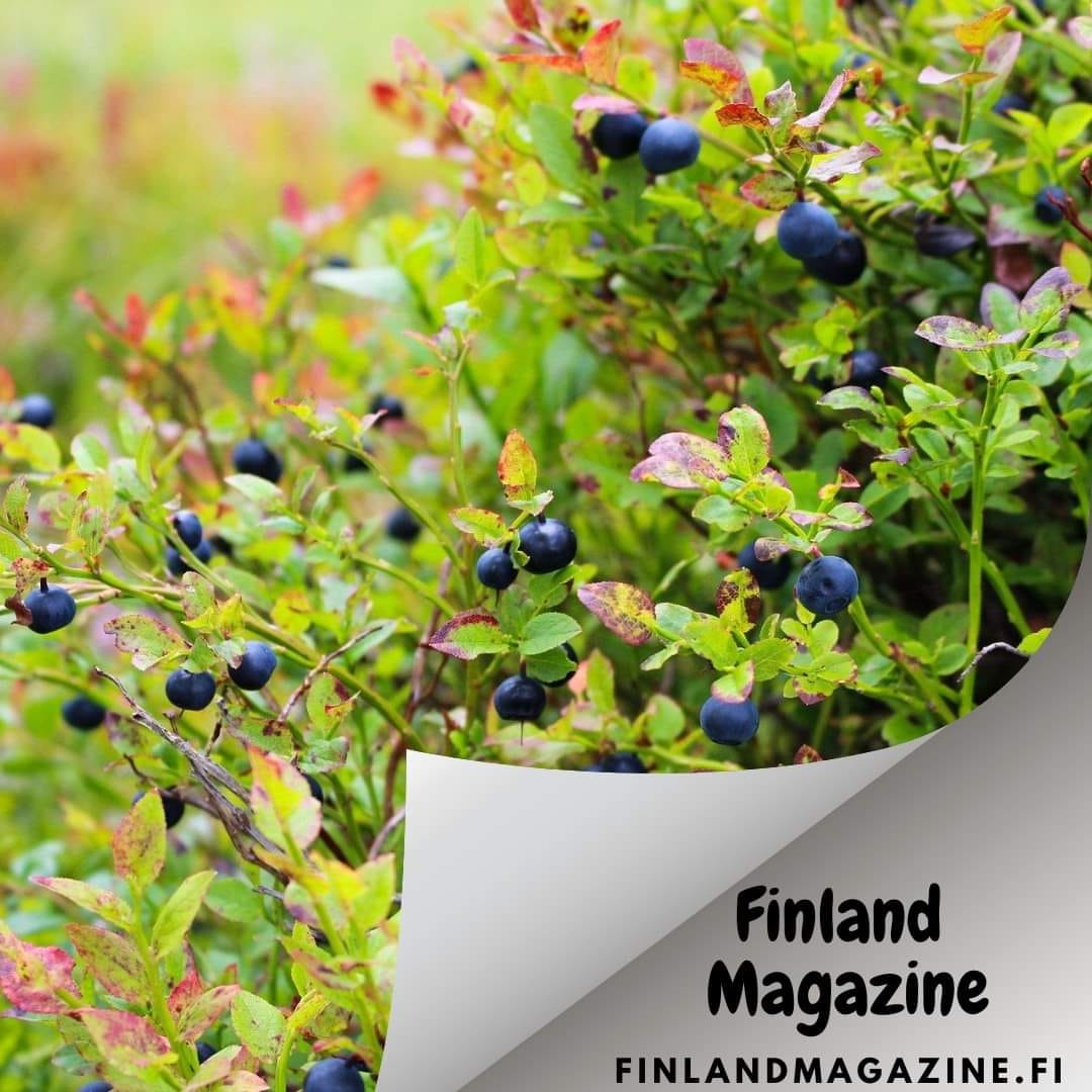 Wild Food from Finland-Bilberry