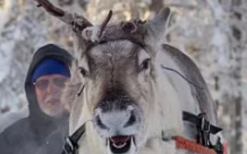 Driving and feeding reindeer-Kuusamo
