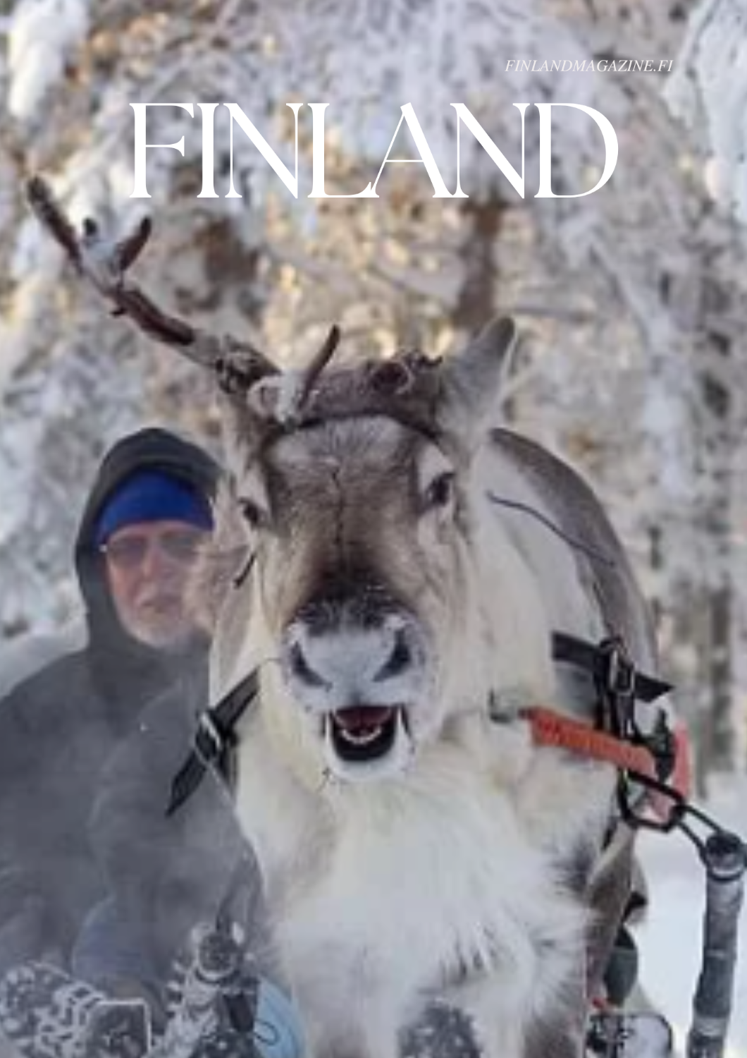 Driving and feeding reindeer-Kuusamo