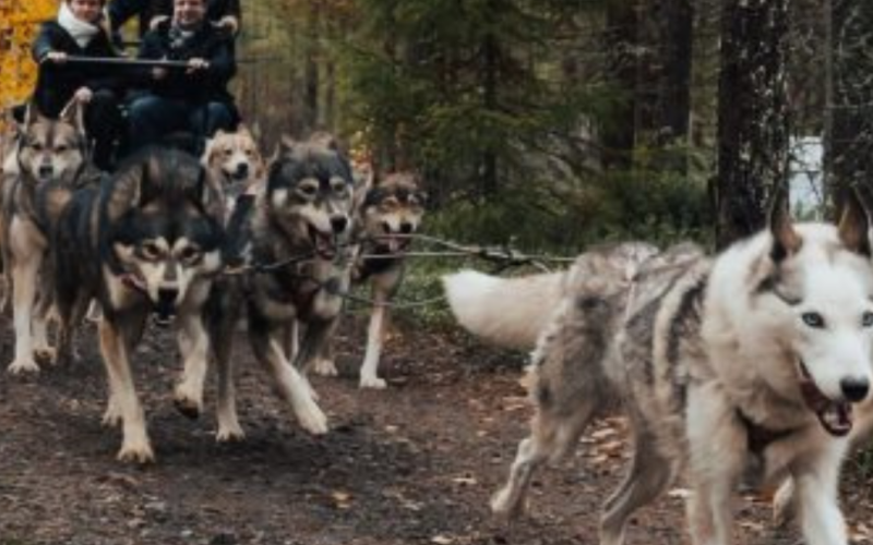 Can You Hear the Call of the Lapland Summer?