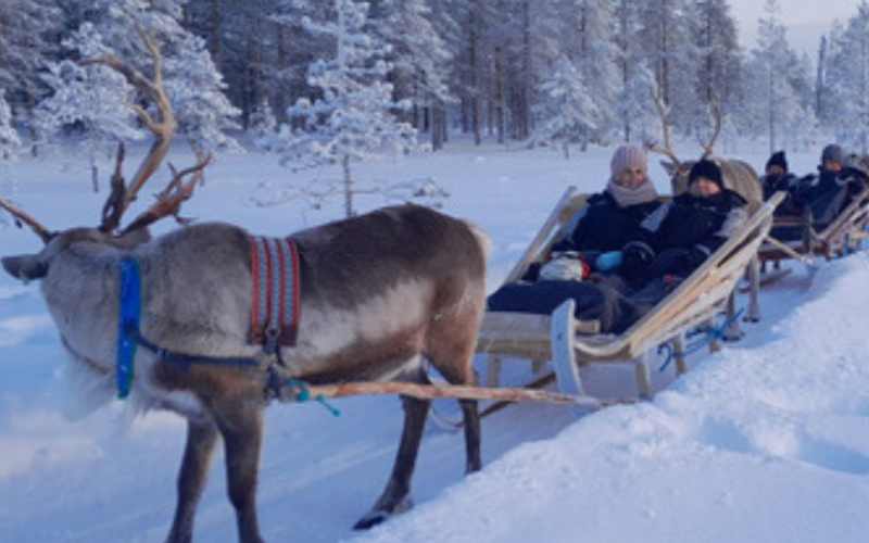 Kainuu-REINDEER SARARI